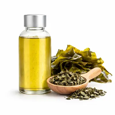 Kelp Extract